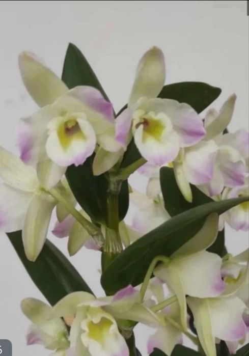 Orquidea Dendrobium nobile sem flor
