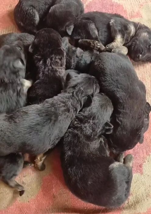 Цуценята Німецької Вівчарки