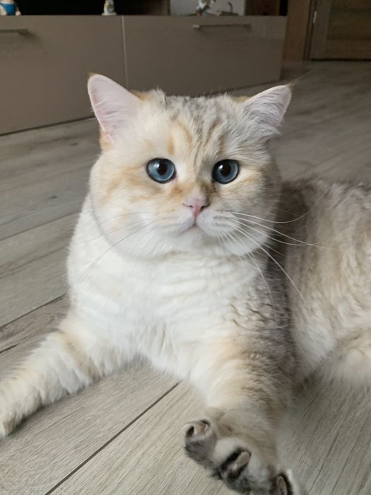 Шотландський котик вʼязка