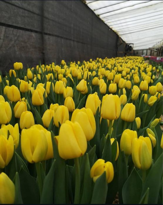 Тюльпан / Зріз тюльпану/ Квіти/ Опт 8 березня