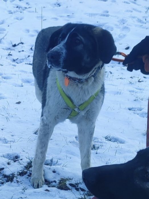 Mili szuka dobrego domu.