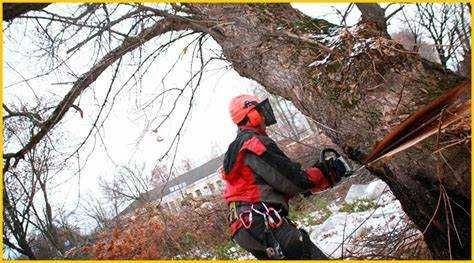 спил деревьев, вывоз веток, планировка участка, корчевка