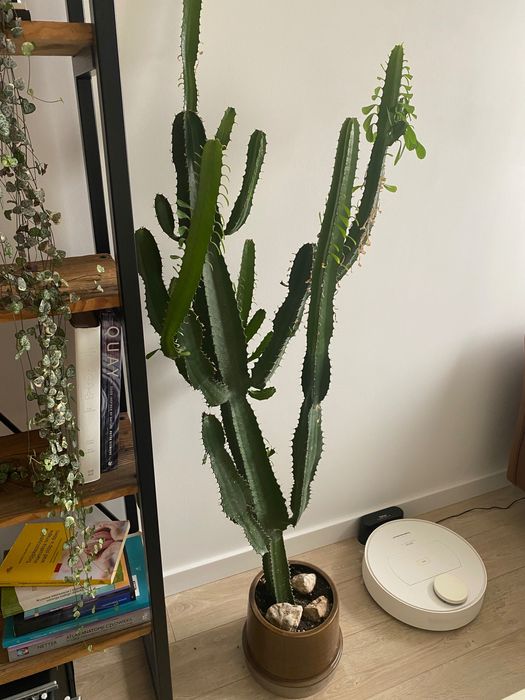 Kaktus wilczomlecz piękny duży