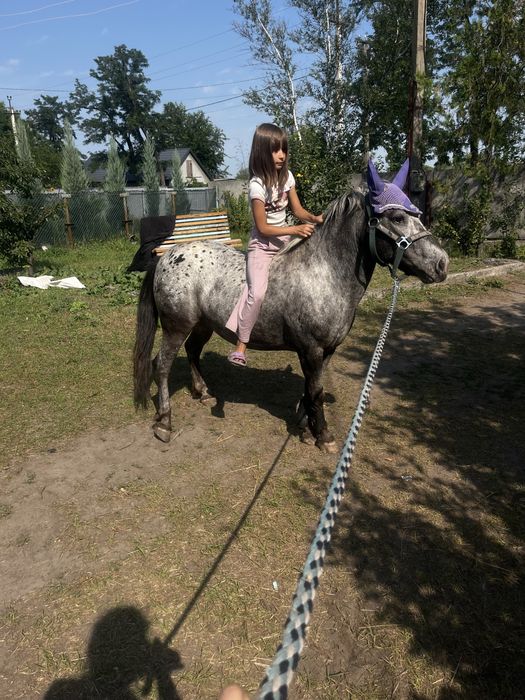 Чубара кобила поні