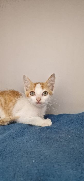 Croquete- gatinho bebé para adoção