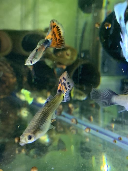 Акваріумні рибки