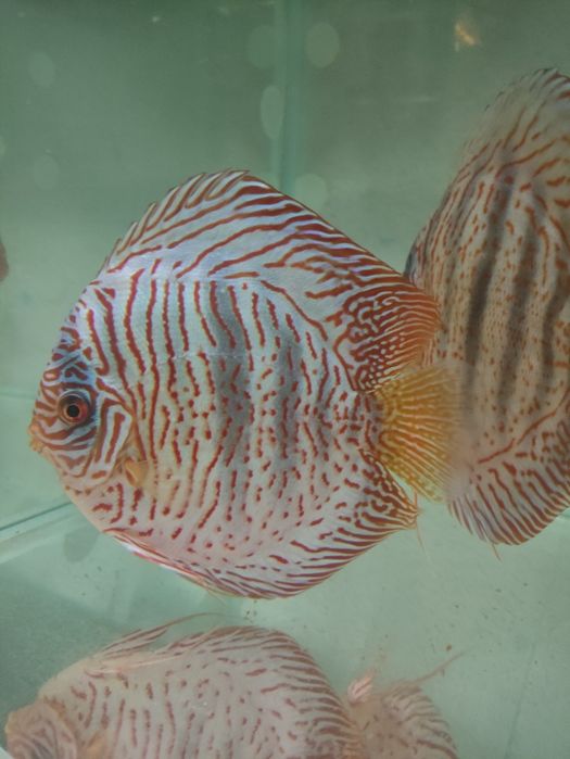 Paletki Blue Tiger Leopard Rarytas!!!
