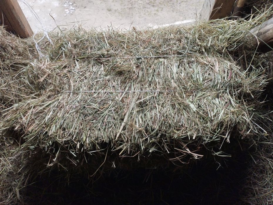 Siano w kostkach 2025