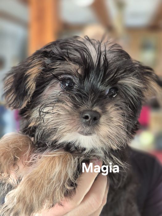 Maleńka sunia York Terier z dodatkowym białym kolorem.