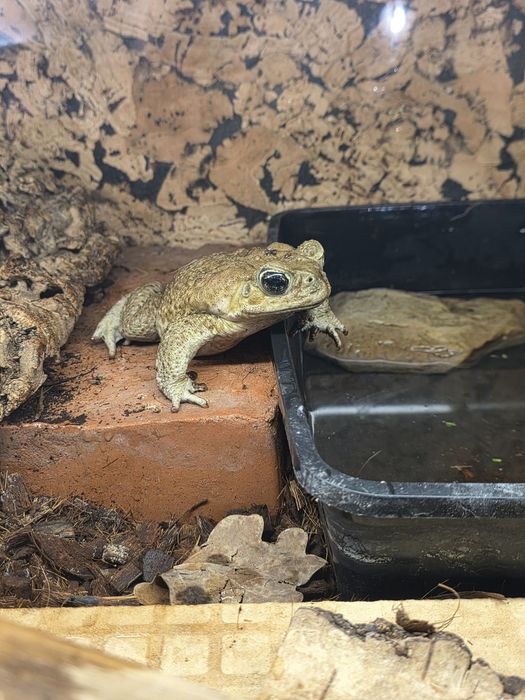 Ropucha Aga - rhinella marina