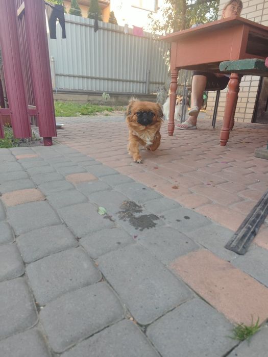 Продам Пікінесів