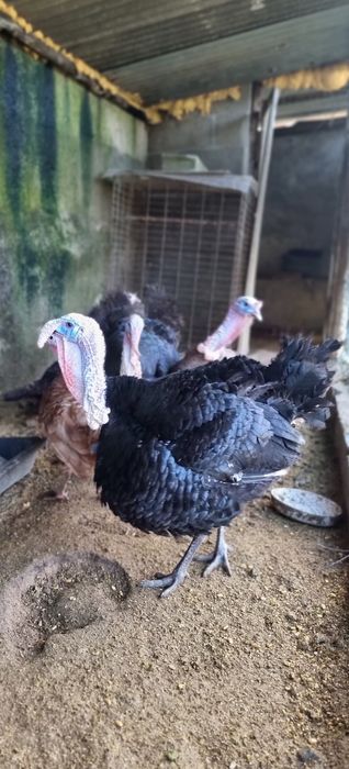 Vendo 3 casais de perús de várias cores