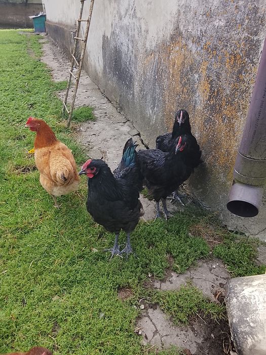 Kura australorp młode
