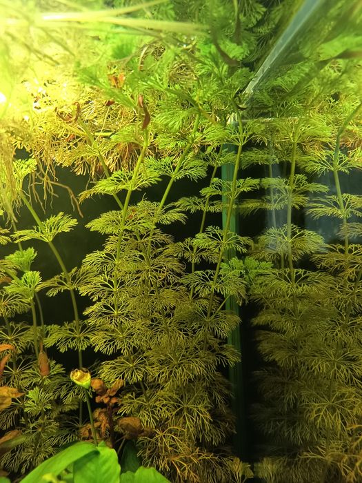 Limnofilia sessiliflora