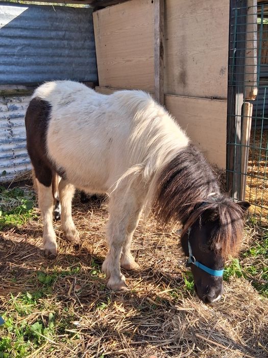 Pónei fêmea cheia com 5 anos