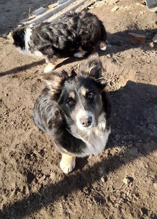 Щенки собака цуценята цуценя 6 міс