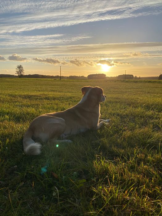 Melman - kochany Mel szuka domu