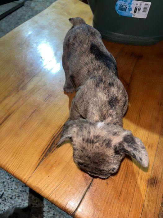 Buldogue francês menino