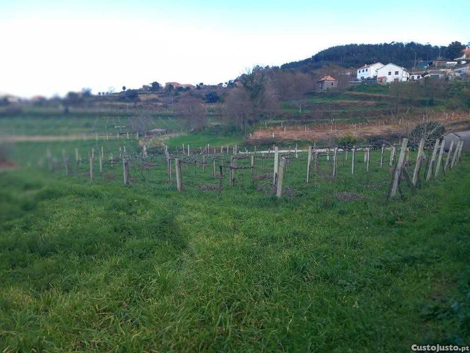 Terreno Agrícola com vinha
