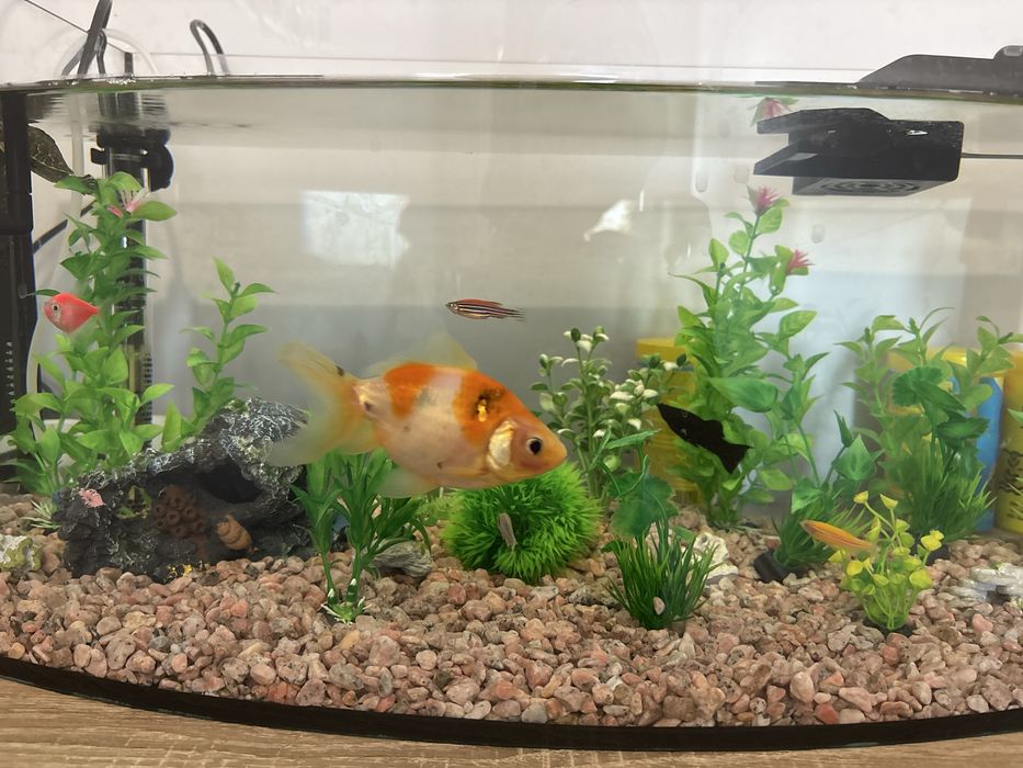 Sprzedam akwarium z rybami i całym wyposażeniem