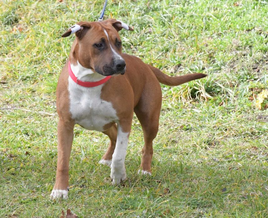 Amstaff doskonały rodowód i socjal