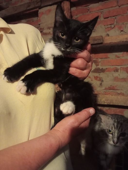 Дівчинка 2 міс потрібна сім'я