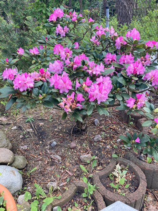 Rododendron 20-letni