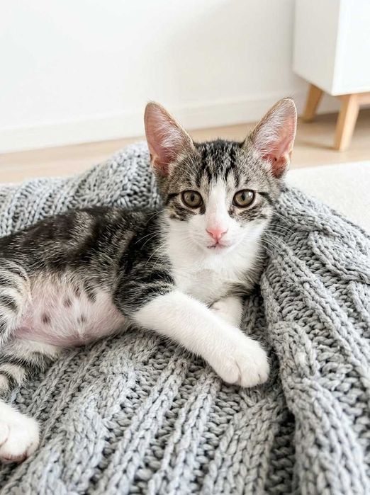 Setúbal e arredores / Margem Sul — ROBIN, gatinho para adoção