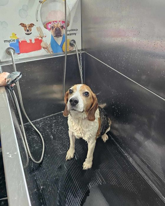 Samoobsługowa myjnia dla psów
