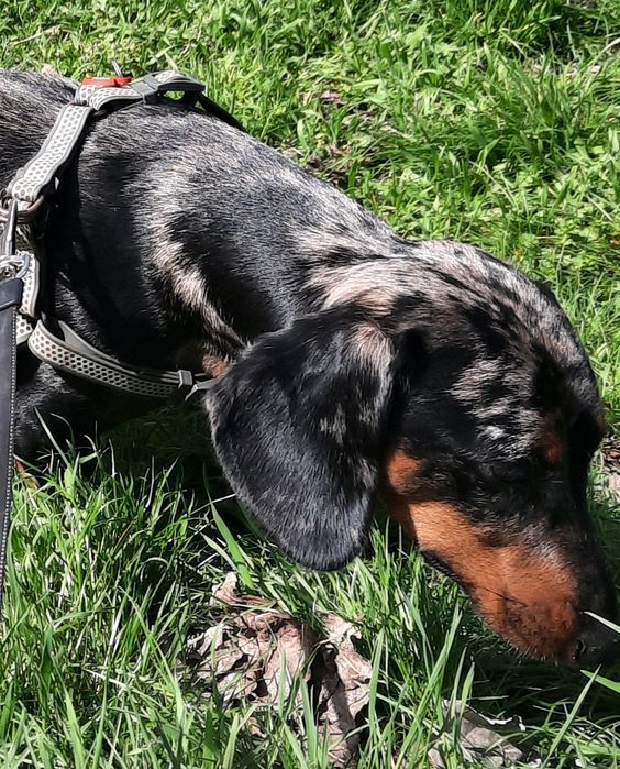 Такса,мальчик. Ищет невесту.