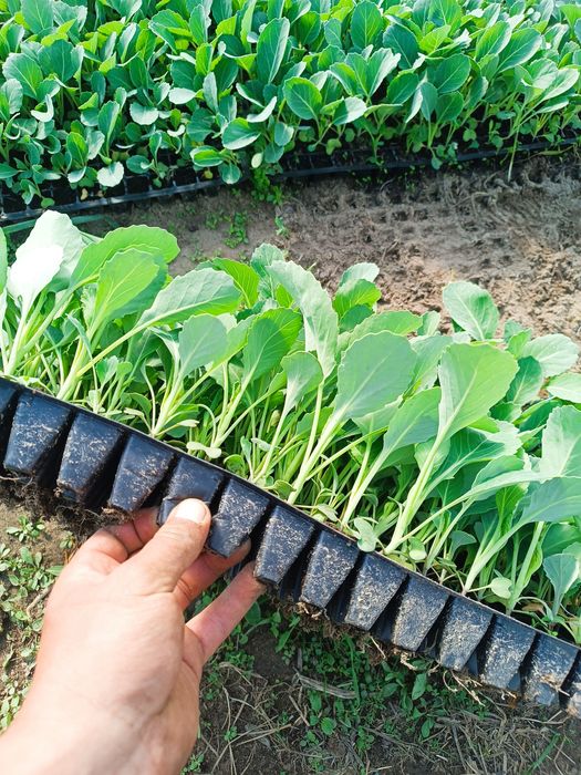 Rozsady warzyw, kapusta