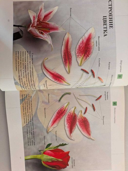 Самые красивые и знаменитые Цветы мира Аванта 2002 год