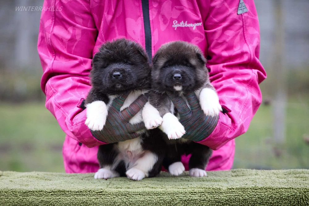 Американська Акіта ведмежата! КСУ Американская Акита