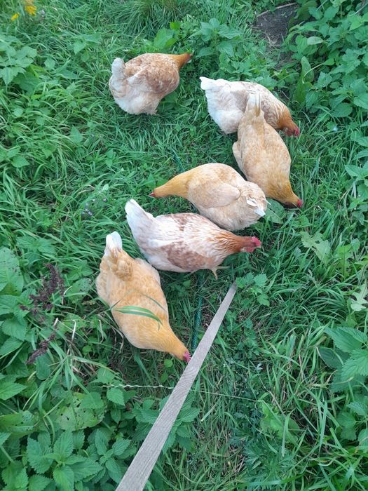 Jajka 100% ekologiczne