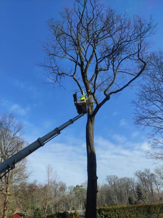 Alpinistyczna i naziemna wycinka drzew