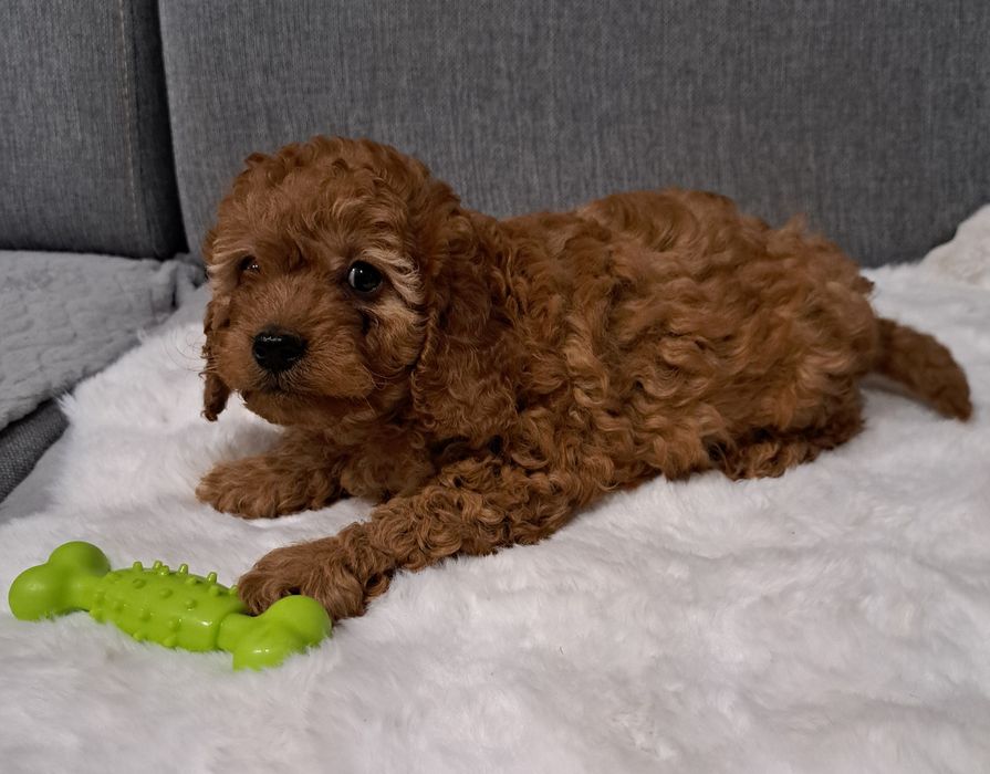 Cavapoo samiec f1b