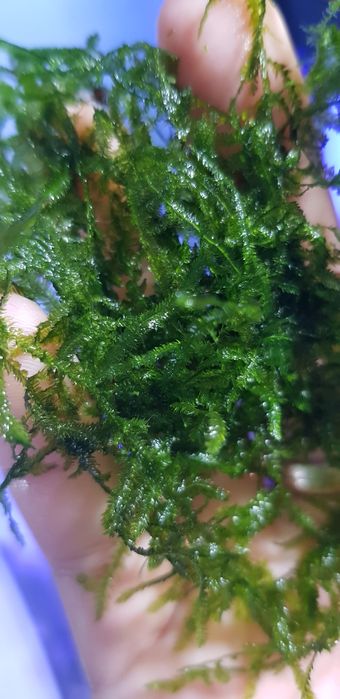 Mech akwariowy, mix odmian,