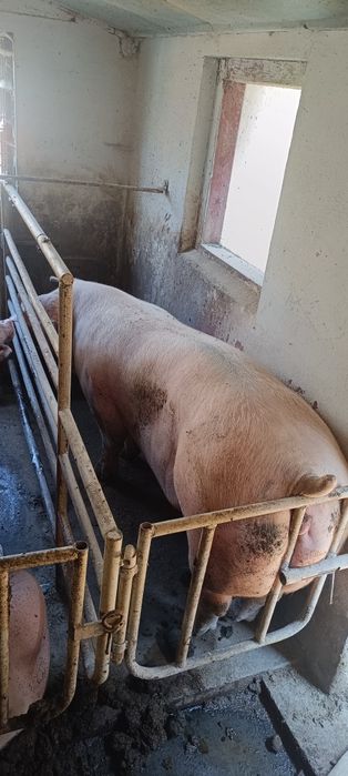 Продам свині свиноматки