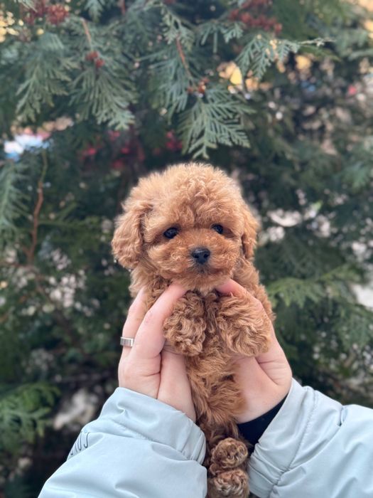 Мальтіпу міні дівчинка