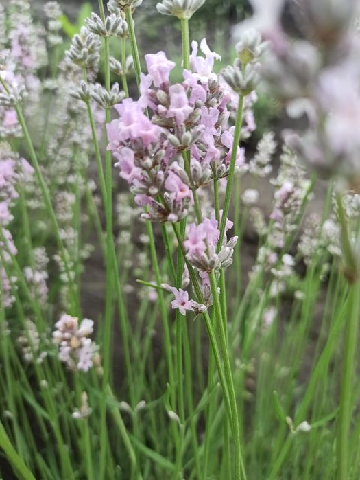 Лаванда саджанці сорти