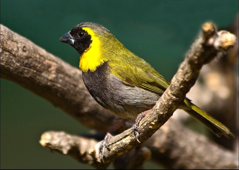 Cantores de Cuba - Tiaris canora