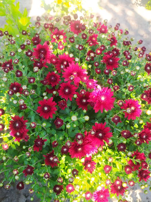 Хризантема. Мультифлора. Горщикова. Різні сорти.