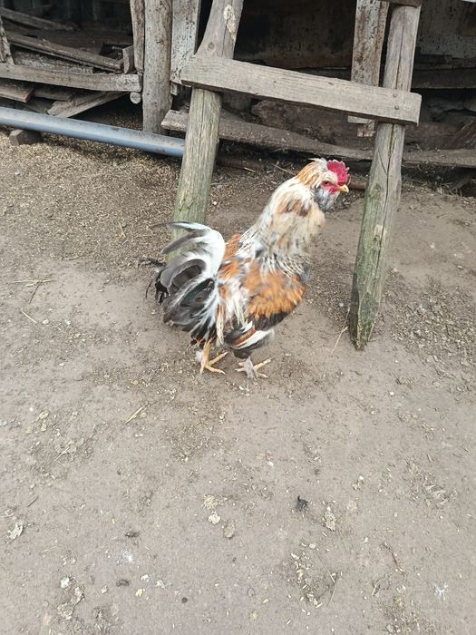 Młode koguty  sprzedam