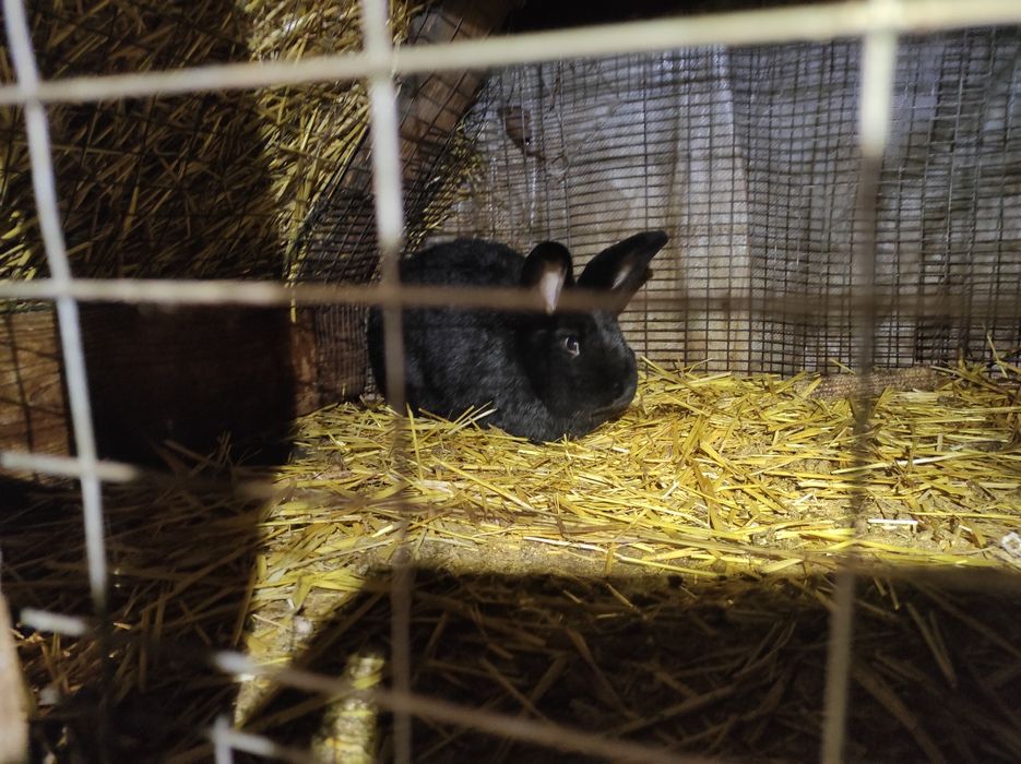 Кроли самцы самки