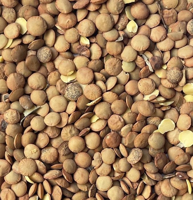 Зелена сочевиця. Чечевиця Крупи, зерно. Якісна, чиста, без сміття