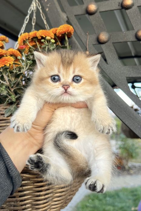Золота шиншила, котинята, котики кошенята