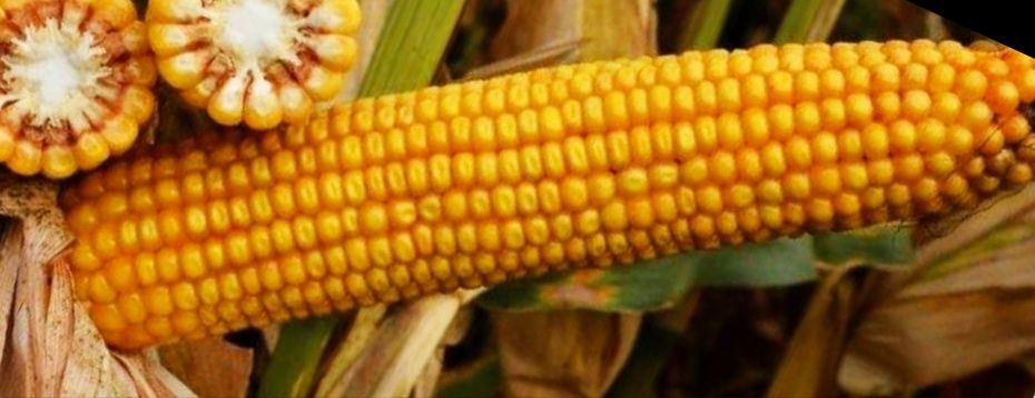 Продам  зерно кукурудзи качани