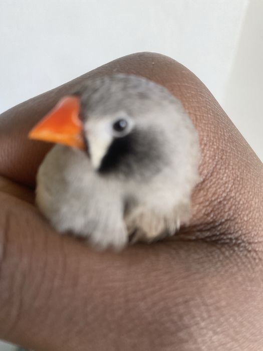 Diamante mandarim femea