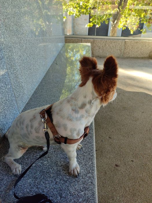 Bobi de raça pequena para novos donos