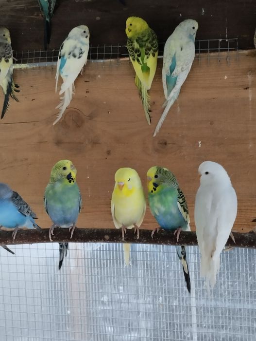 Papugi papuga faliste